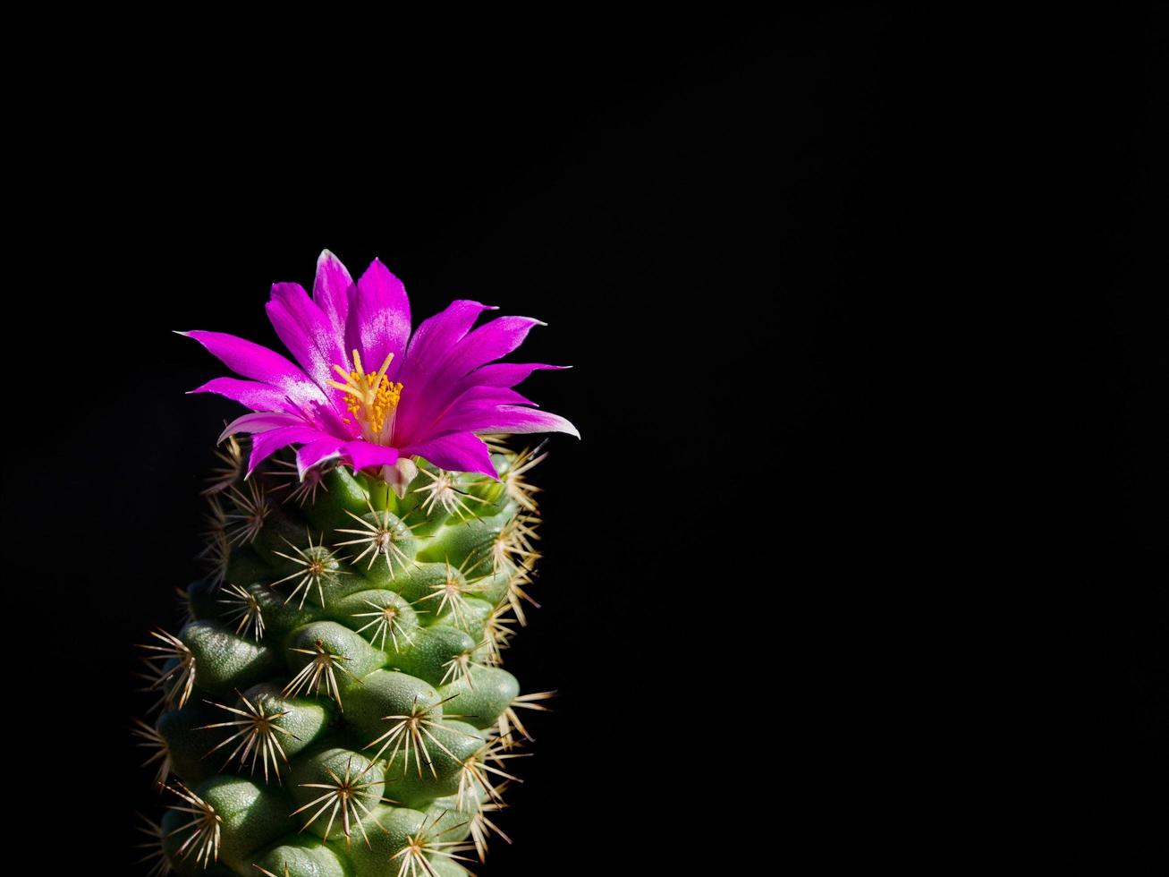 Closeup picture Thelocactus bicolor beautiful cactus pink flower bloom, Isolate on black background. photo