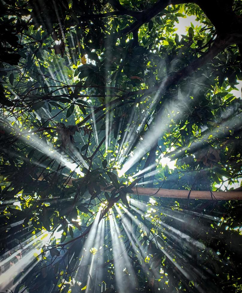 luz del sol detrás de las hojas foto