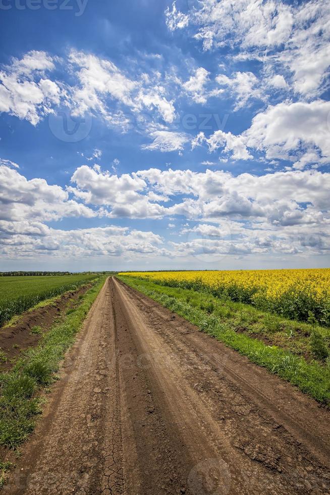 Scenic view on the country road between rapeseed and wheat fields. Vertical view photo