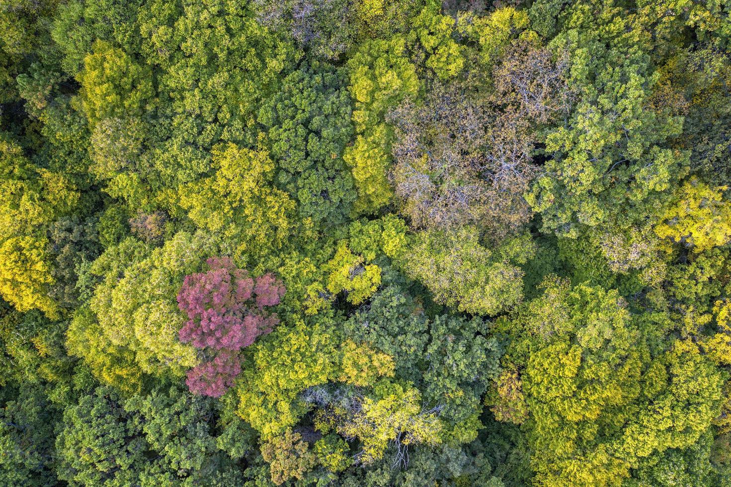 Autumn color forest. Aerial view from a drone over colorful autumn trees in the forest. photo
