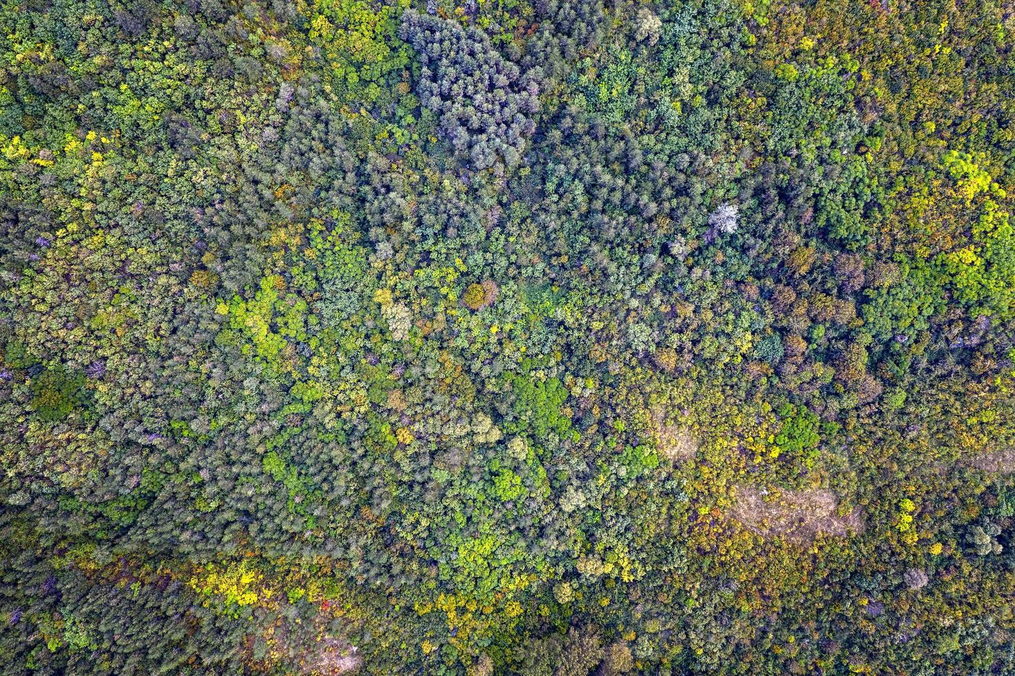 bosque de colores otoñales. vista aérea desde un dron sobre coloridos árboles de otoño en el bosque. foto