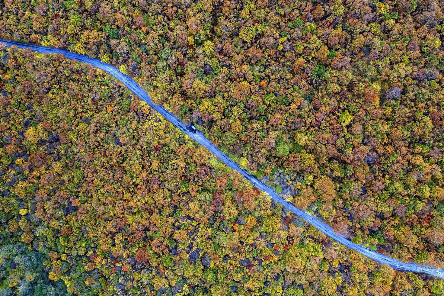 Autumn colorful forest. Aerial view from a drone over road between autumn trees in the forest. photo