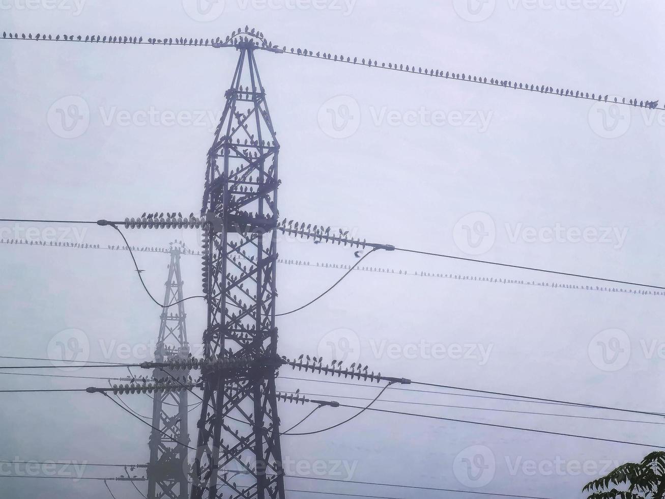 Many birds are sitting on the power line at mist.  horizontal view photo