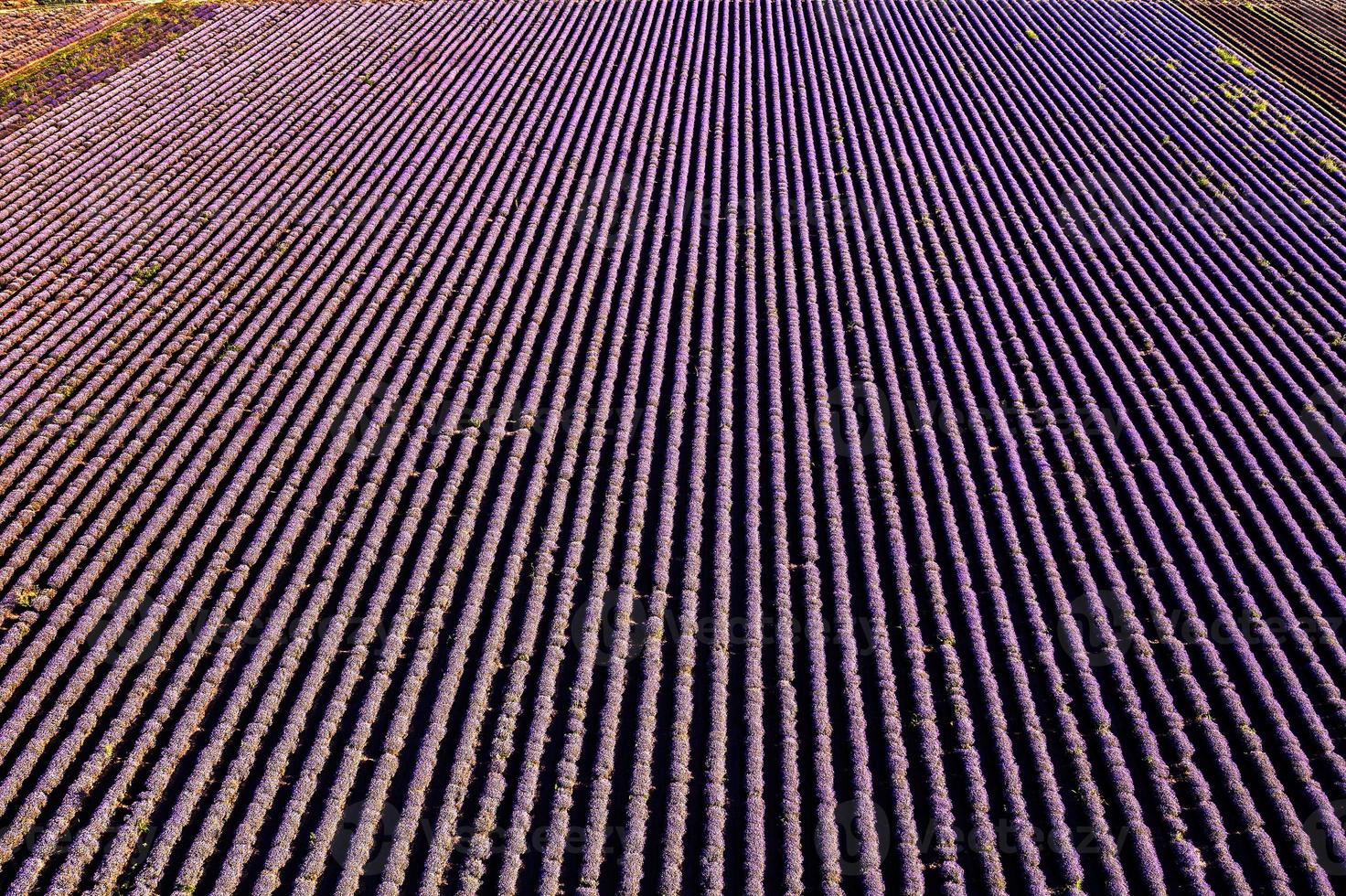 Aerial view from drone of an amazing lavender field in rows. photo