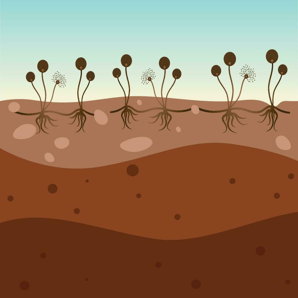 Mucormycetes habitating in soil vector illustration background