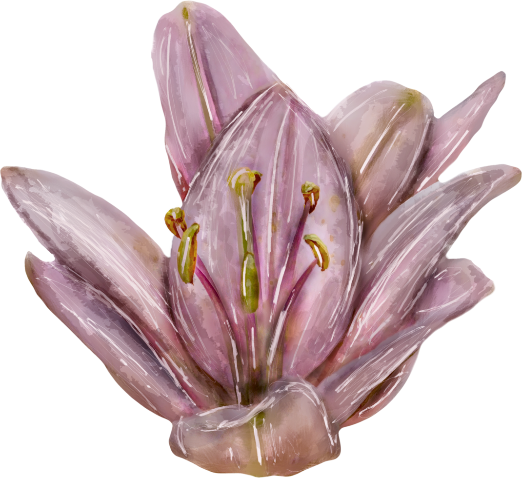 Flower on a transparent background. Lily pattern. Stylized watercolor. png