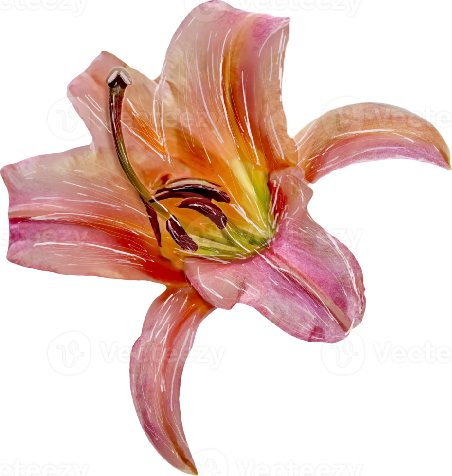 fleur sur fond transparent. motif de lys. aquarelle stylisée. png