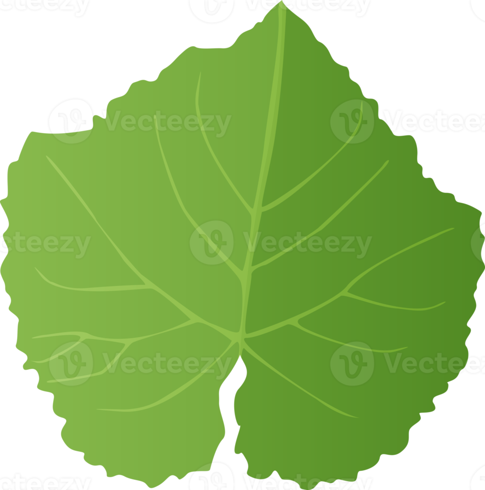 Green grape Leaf in realistic style. Autumn leaf. Colorful PNG illustration isolated on transparent background.