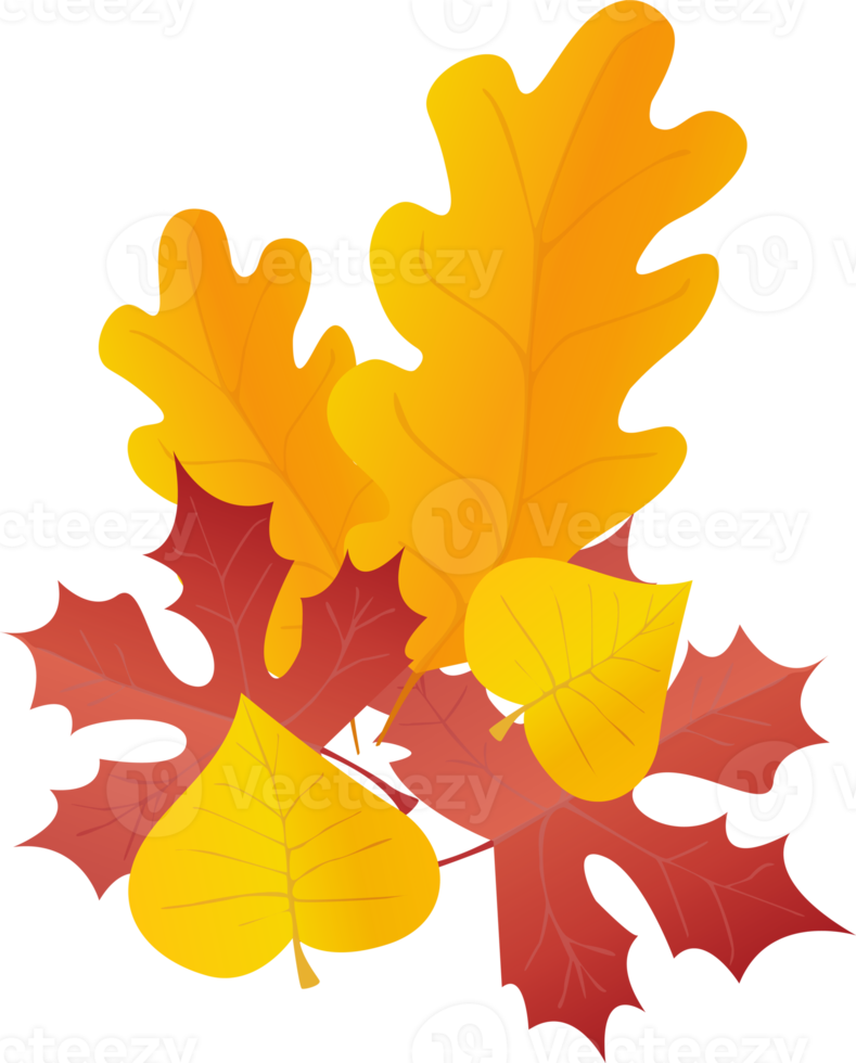 Leaves in red and yellow. PNG set in realistic style. Autumn leaf. Colorful illustration isolated on transparent background.