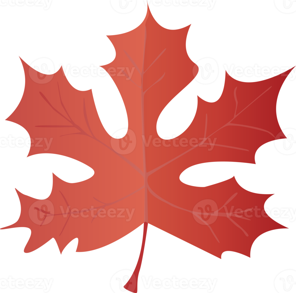 Maple Leaf in realistic style. Autumn leaf. Colorful PNG illustration isolated on transparent background.