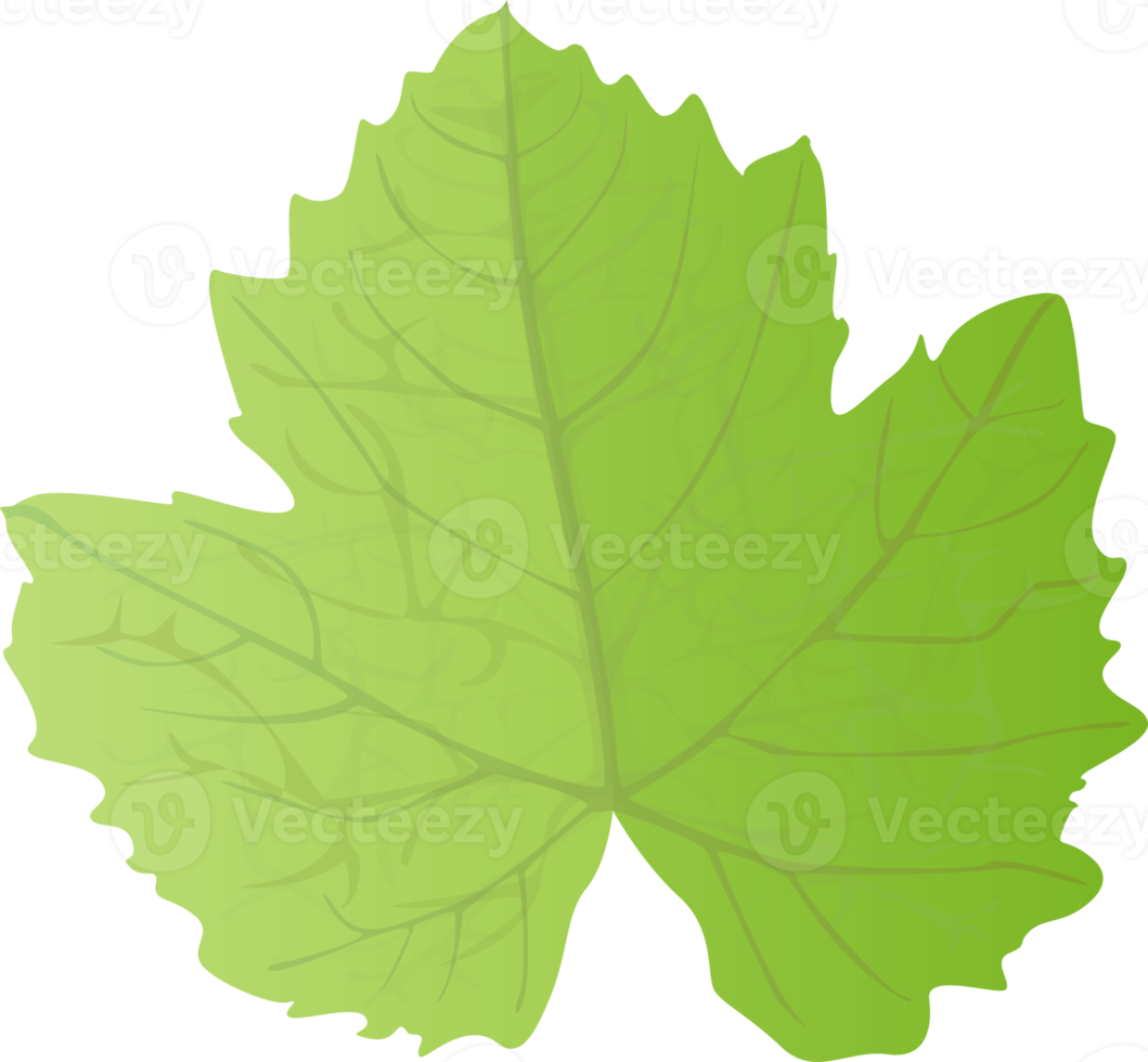 Grape Leaf in realistic style. Autumn leaf. Colorful PNG illustration isolated on transparent background.