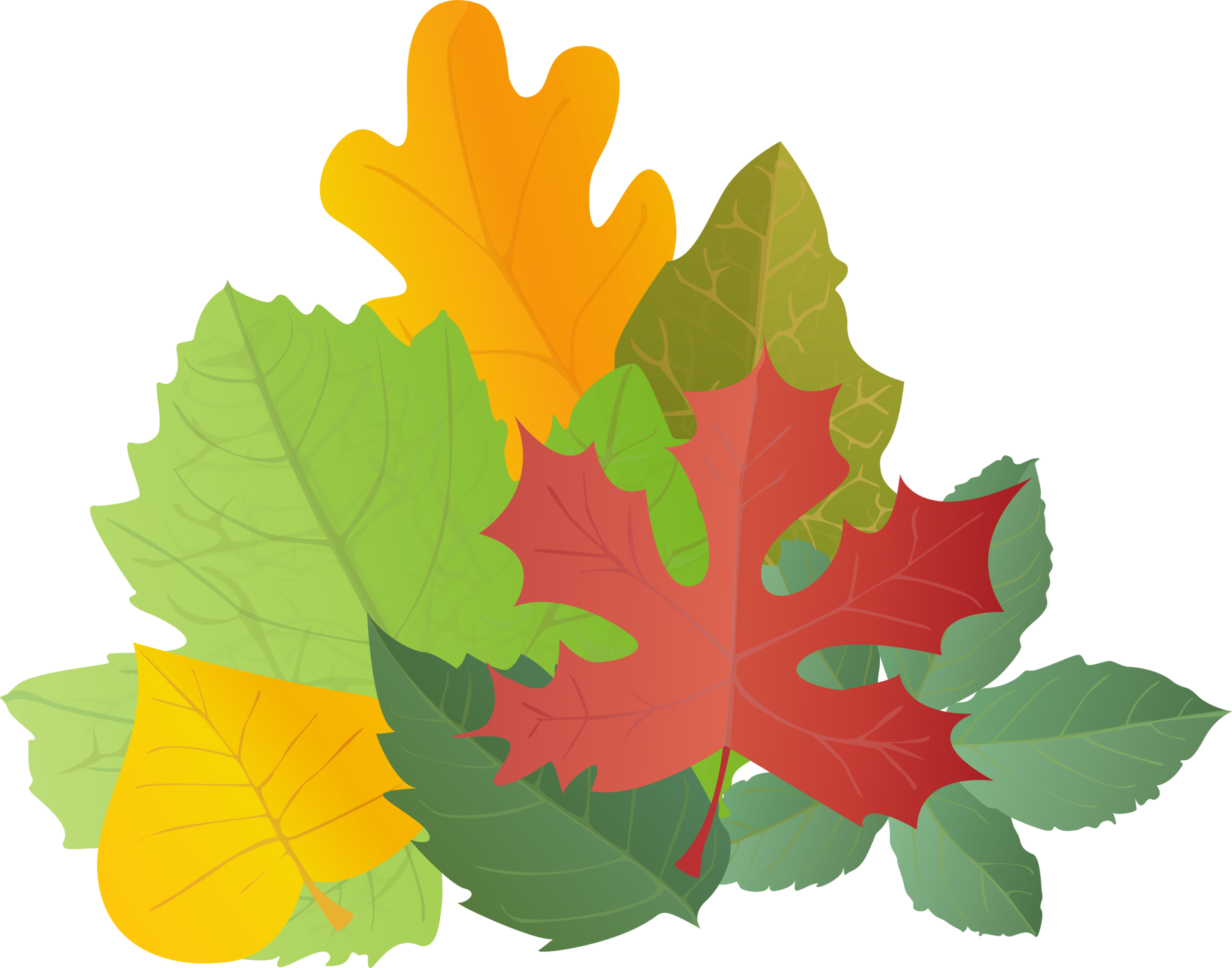 Leaves colorful set in realistic style Autumn leaf Colorful PNG