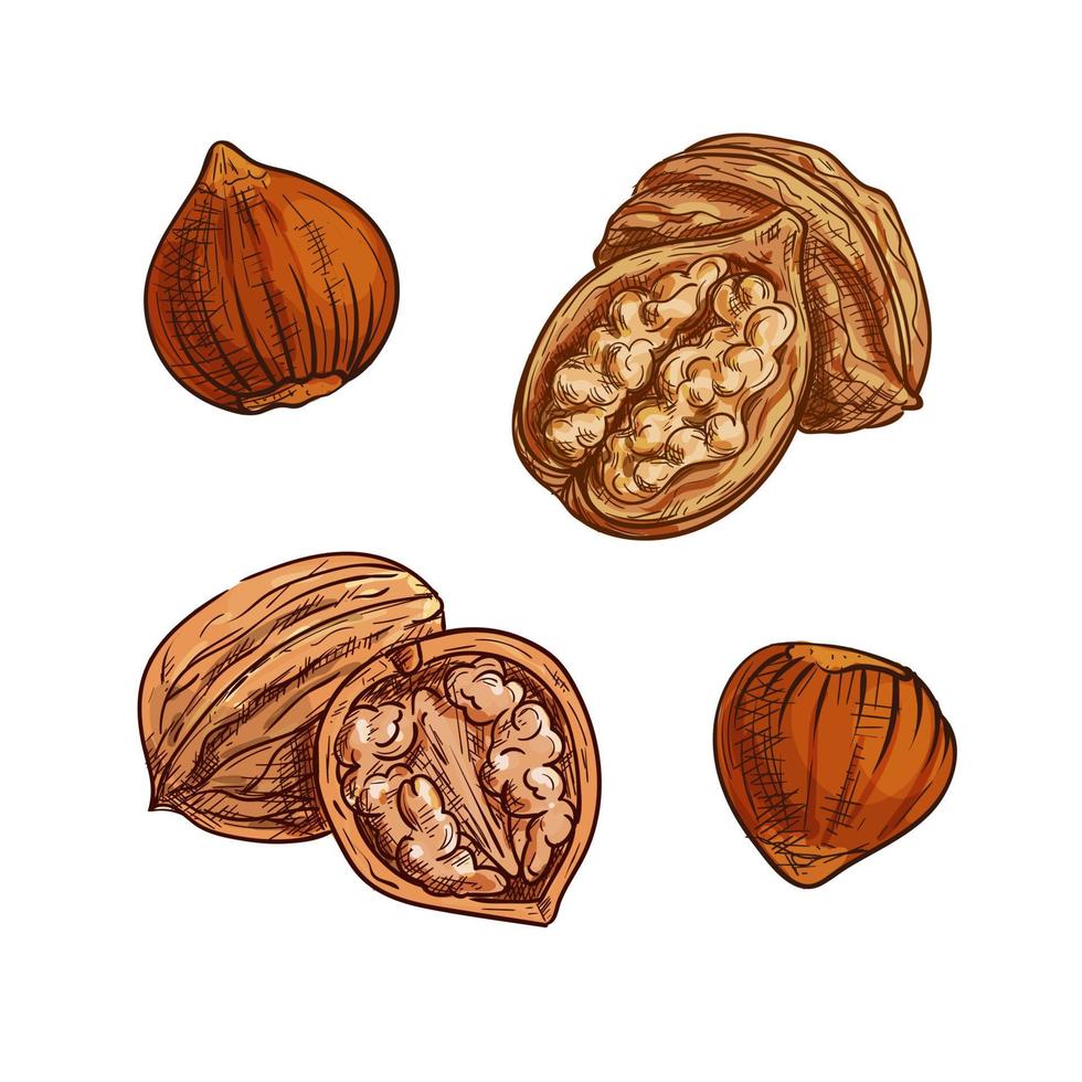 Hazelnut and walnut sketch for healthy food design vector