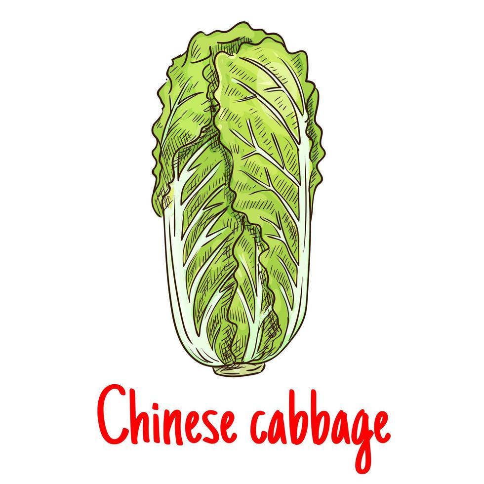 Chinese cabbage vegetable isolated vector sketch