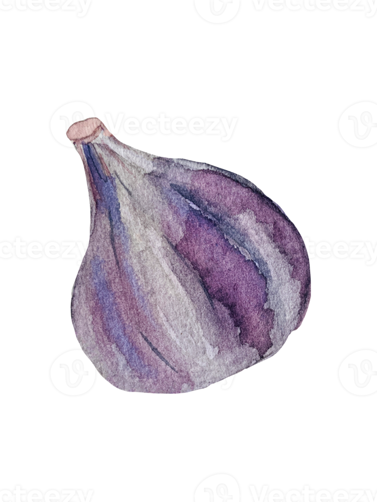 watercolor illustration of garlic png