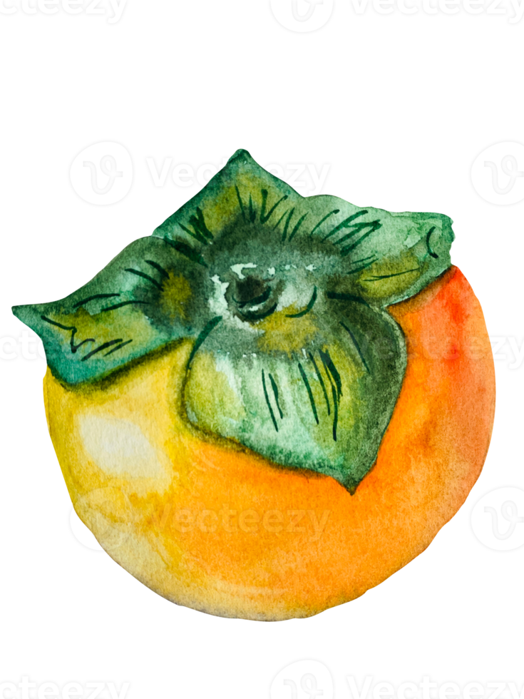 persimon frukter. vattenfärg mat illustration png