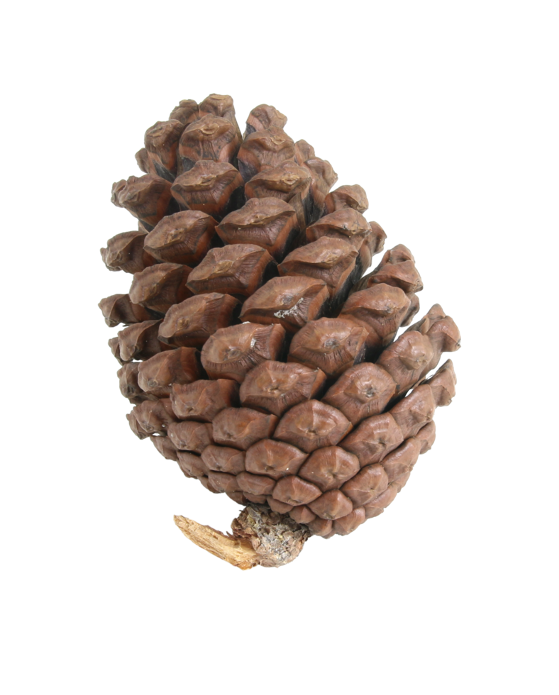 pine cones isolated on transparent background png file