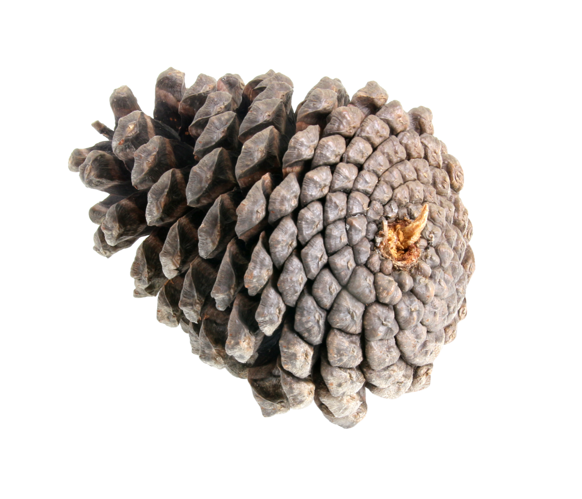 pine cones isolated on transparent background png file