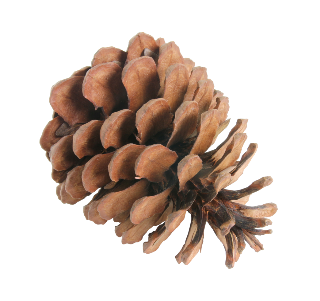 pine cones isolated on transparent background png file