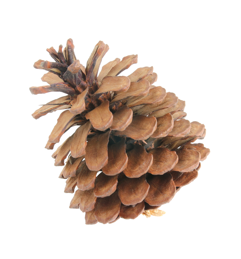 pine cones isolated on transparent background png file