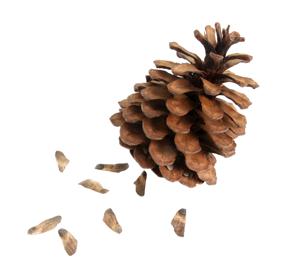 pine fir cone with seed isolated on transparent background png file