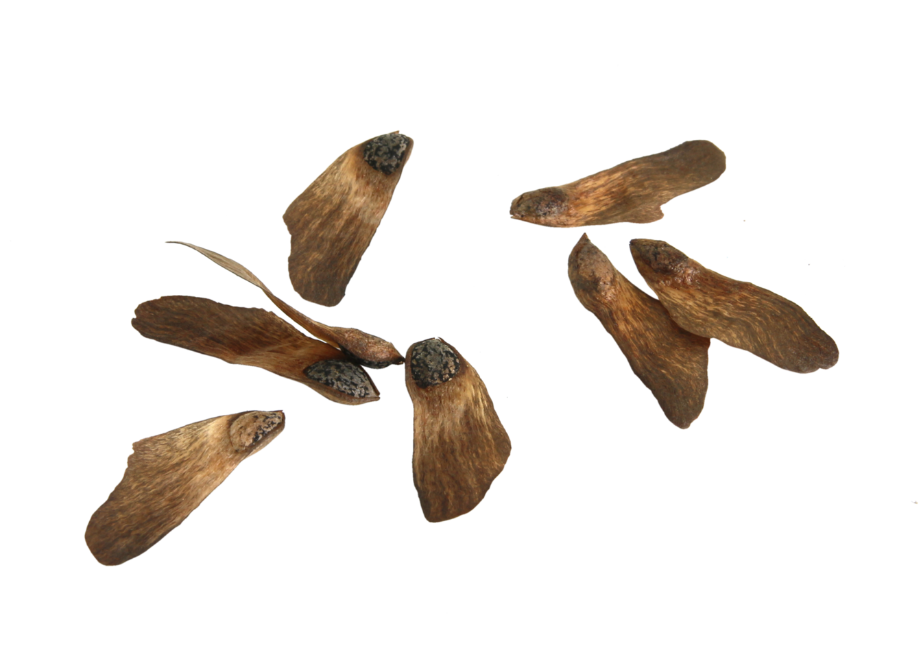 pine seeds isolated on transparent background png file