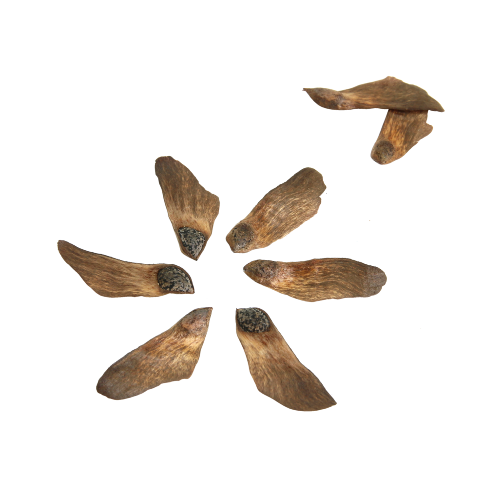 pine seeds isolated on transparent background png file