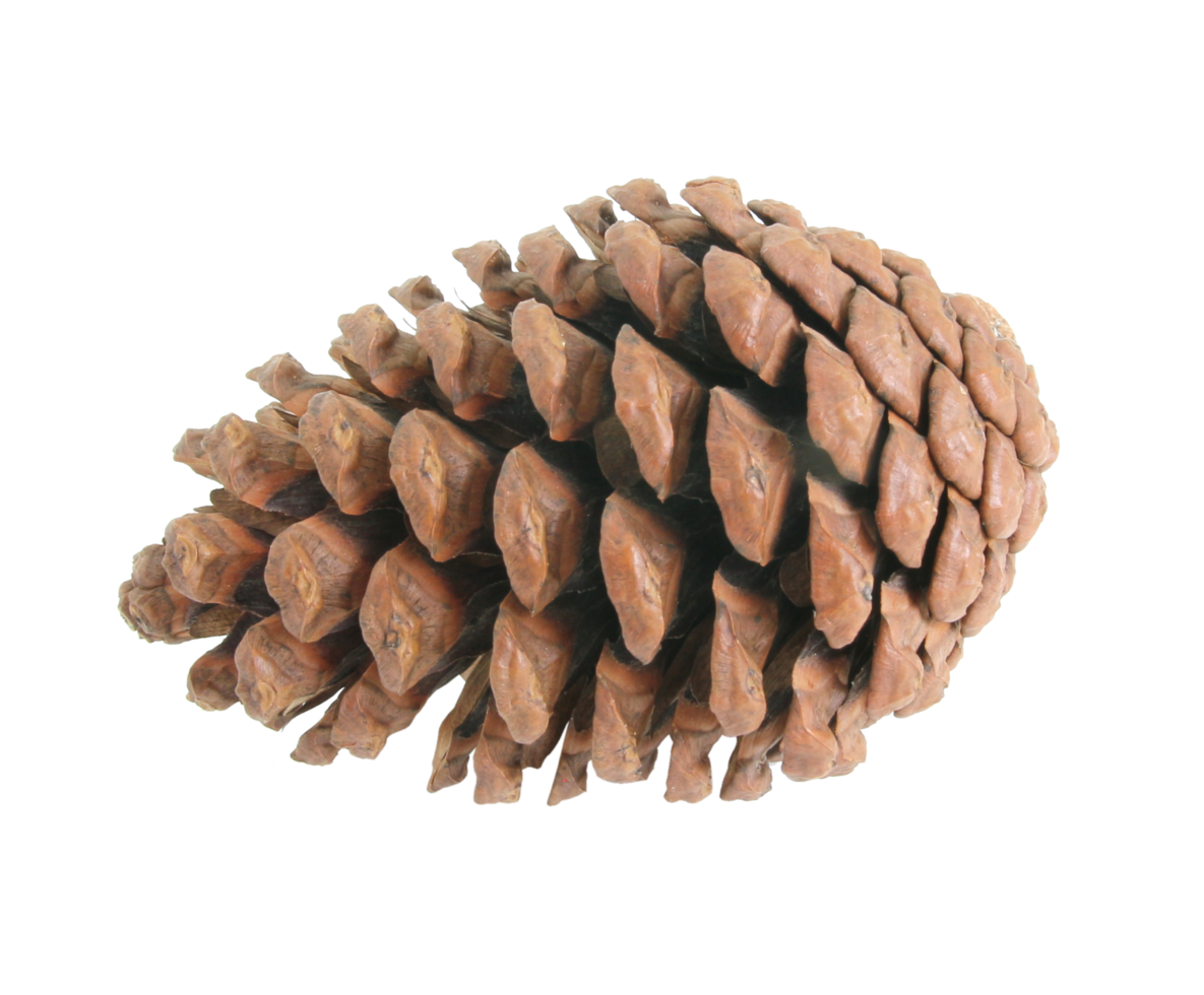 pine cones isolated on transparent background png file
