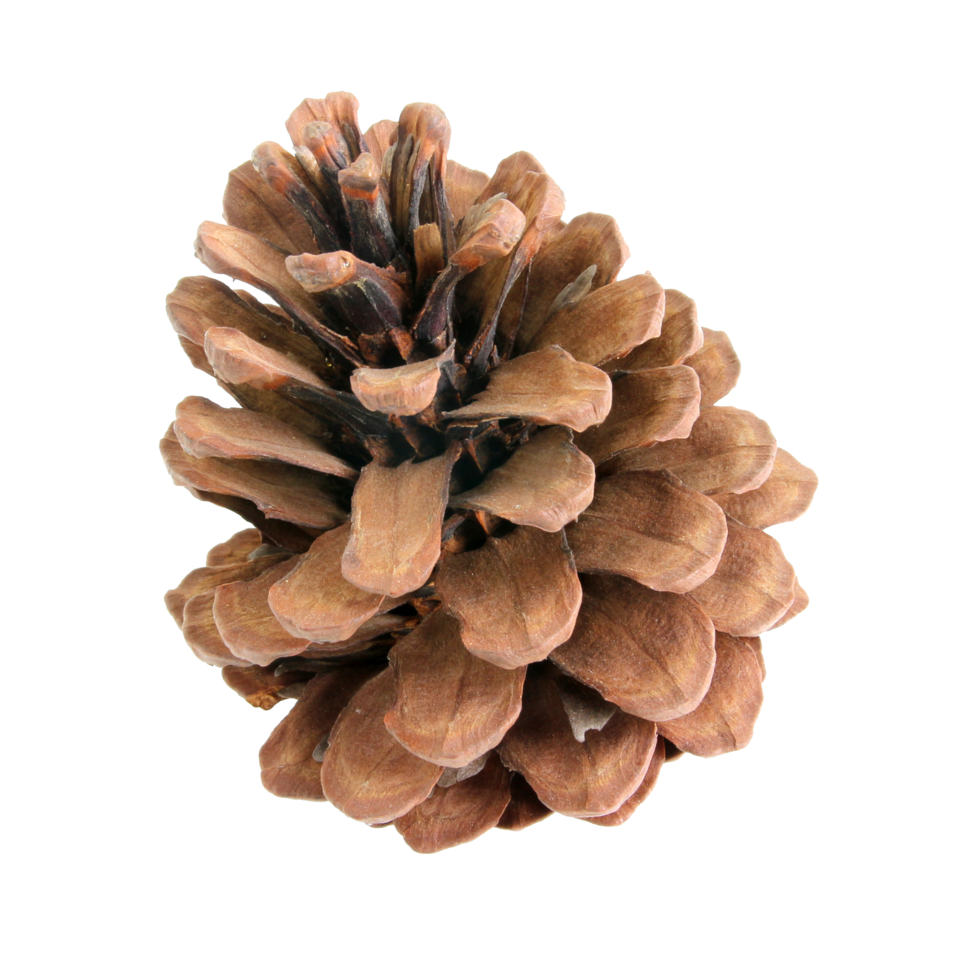 pine cones isolated on transparent background png file