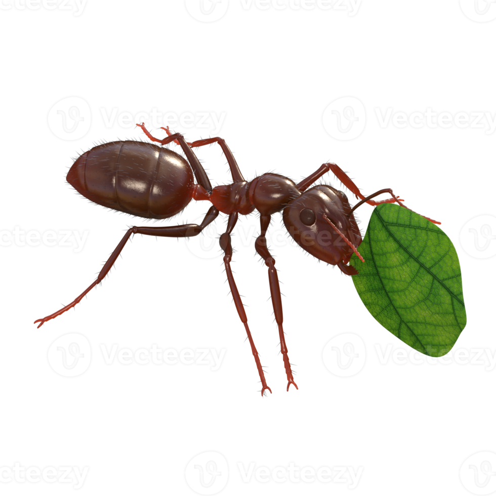 Ant 3d rendering png