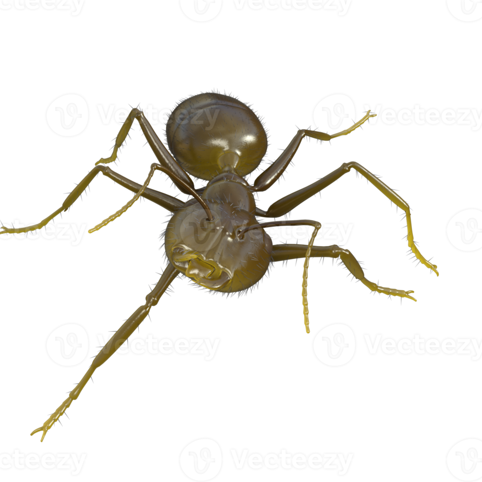 Ant 3d rendering png