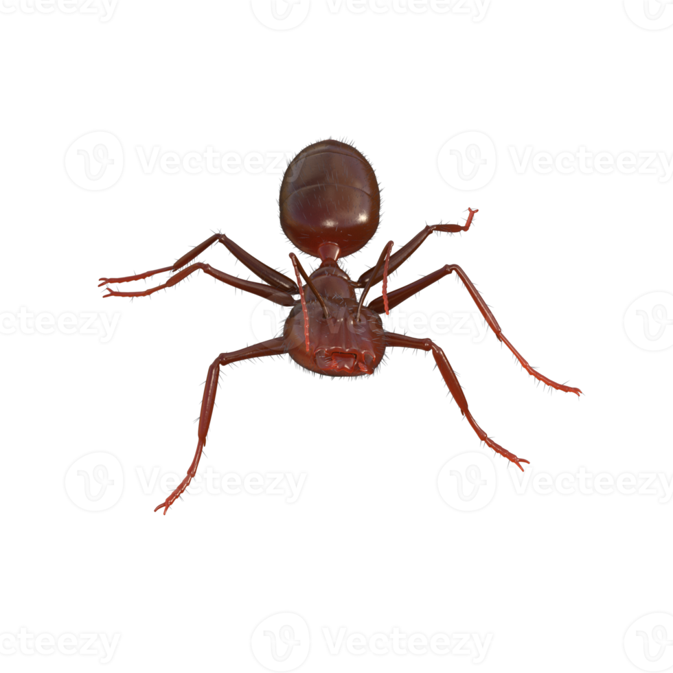 Ant 3d rendering png