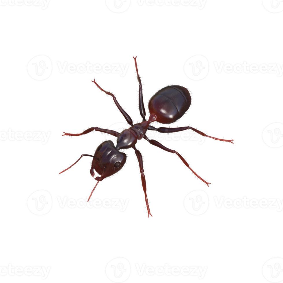 Ant 3d rendering png