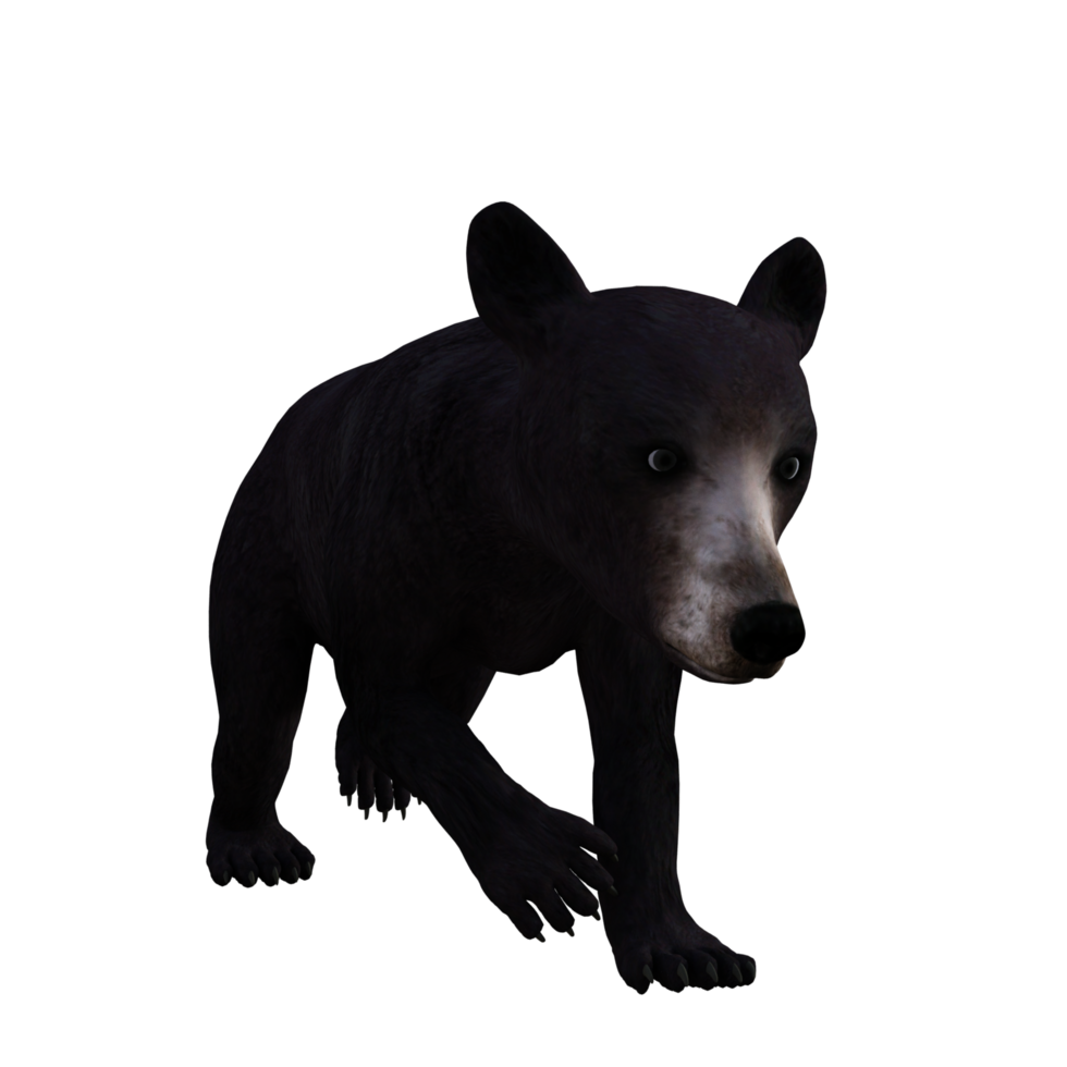 panda orso 3d rendere png