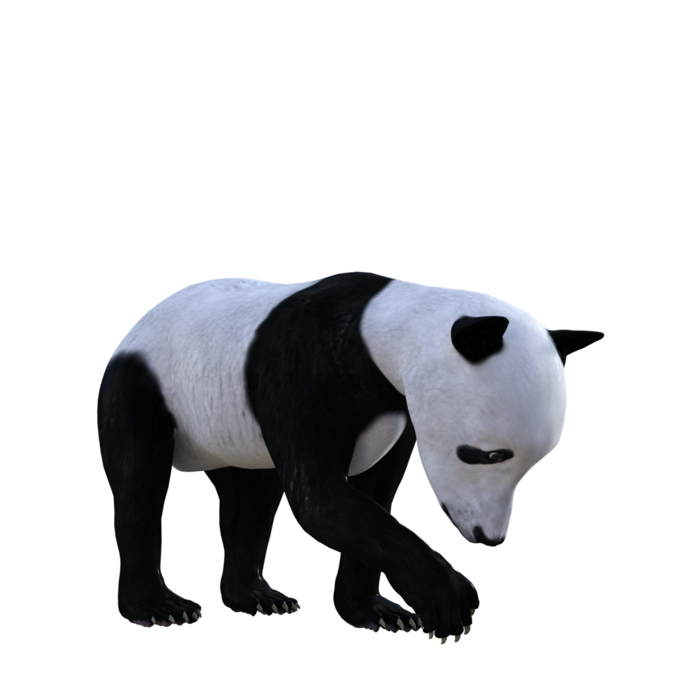 Panda Bear 3d render png