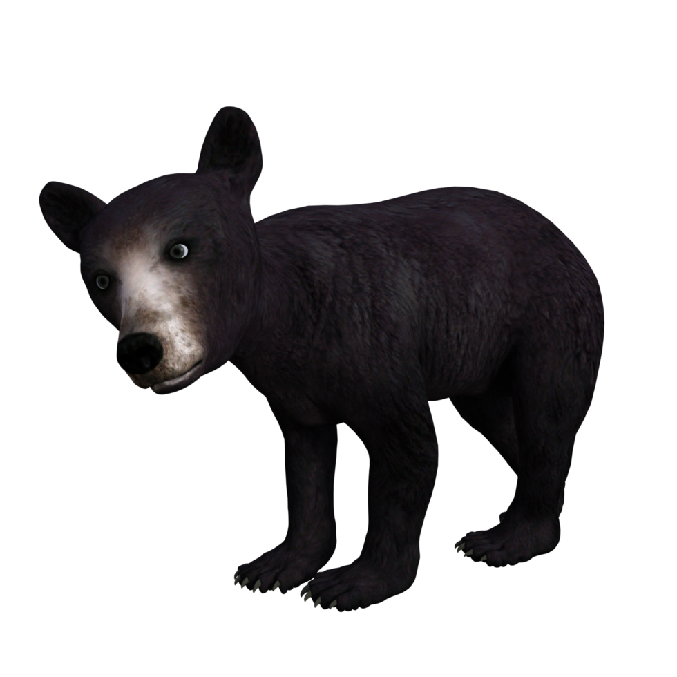 Panda Bear 3d render png