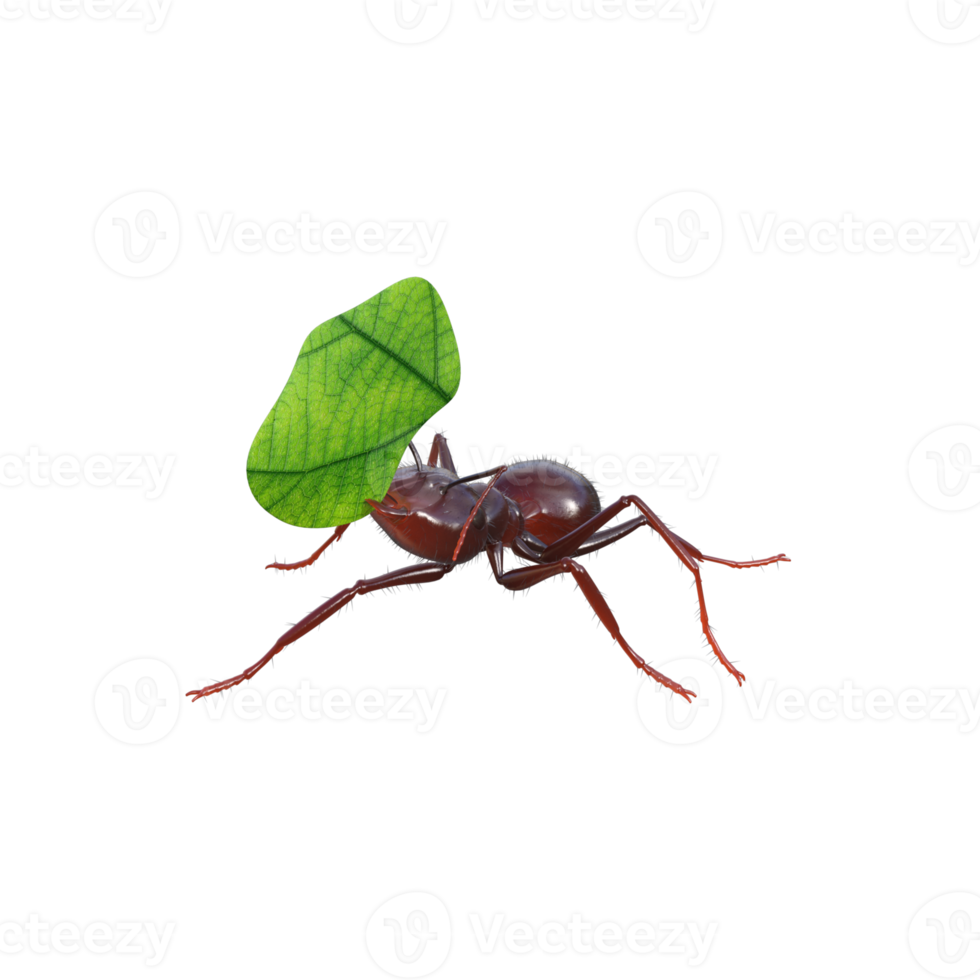 Ant 3d rendering png