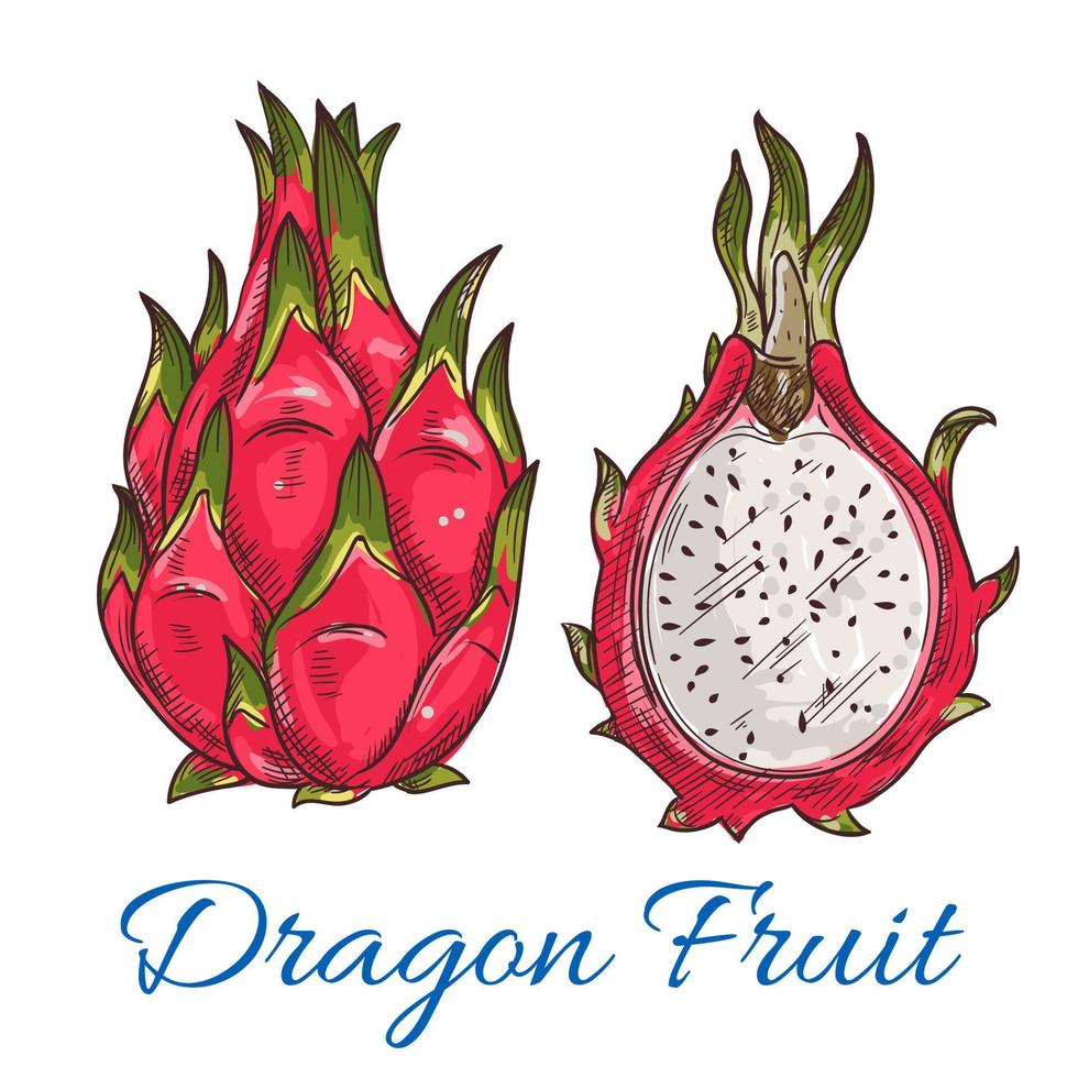Exotic tropical dragon fruit or pitaya sketch vector