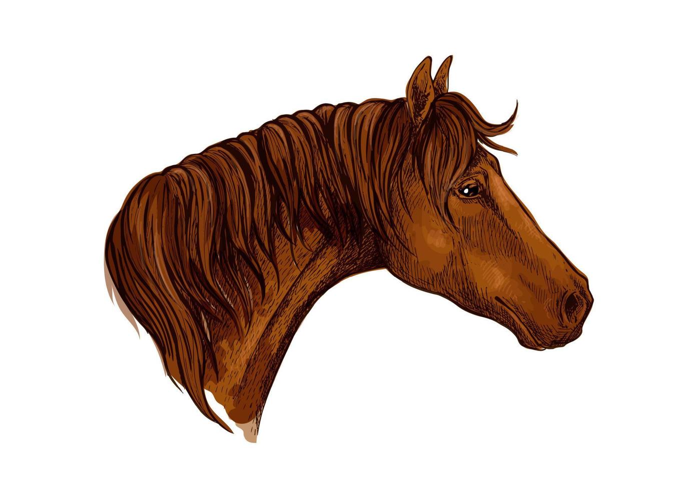 Brown graceful horse vector portrait