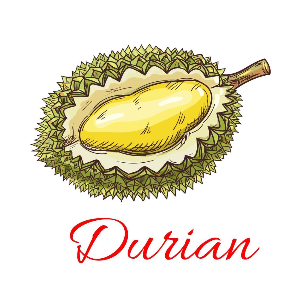Exotic asian durian fruit sketch for food design vector