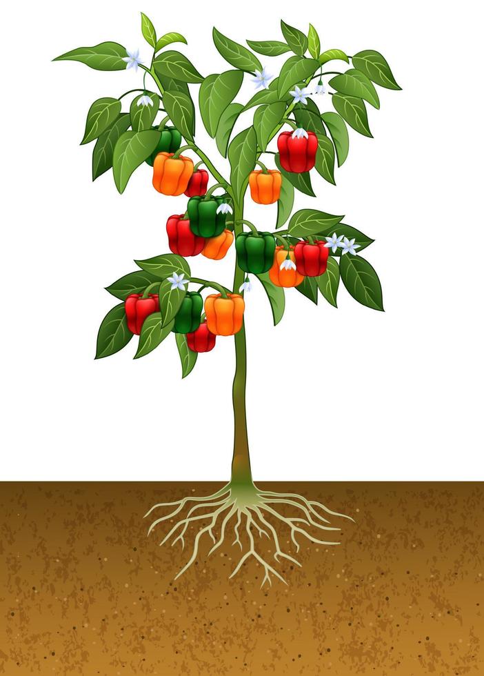 planta de pimiento con raíz bajo tierra vector