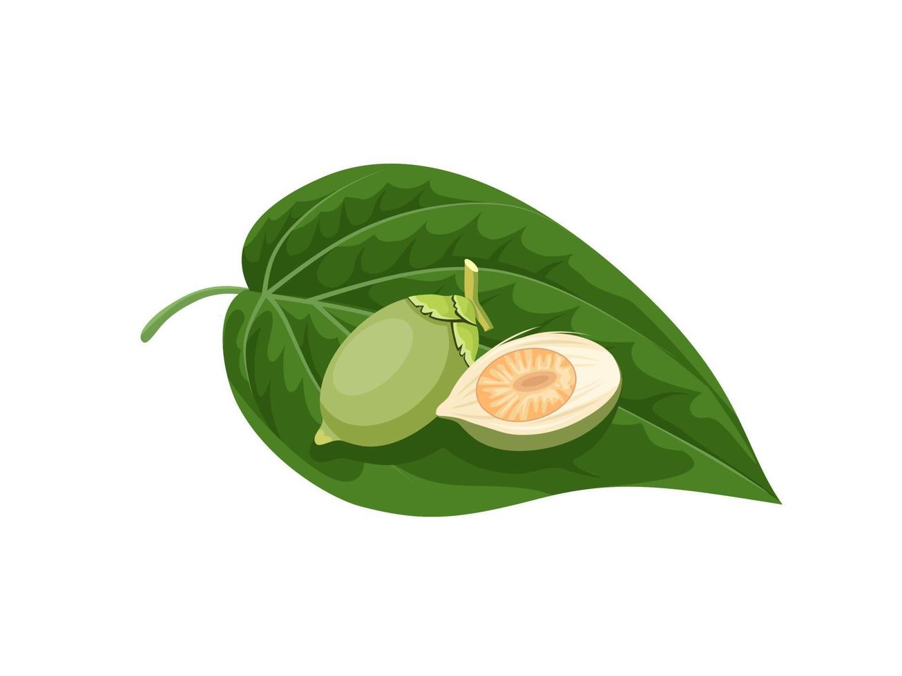 ilustración vectorial, hoja de betel verde y nuez de areca, aislada en un fondo blanco. vector