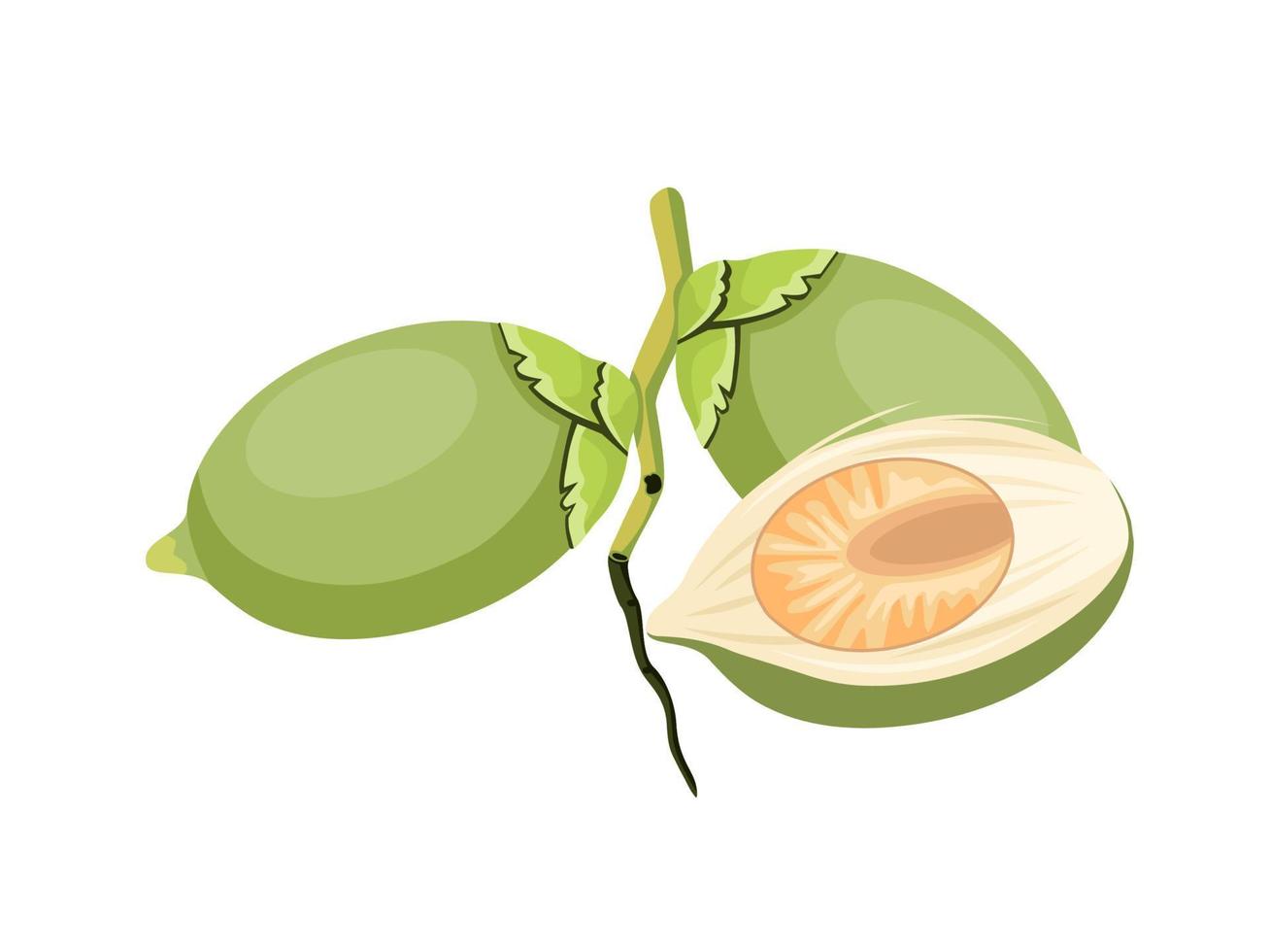 Vector illustration, green betel nut, also known as areca nut, scientific name Areca catechu, isolated on a white background.