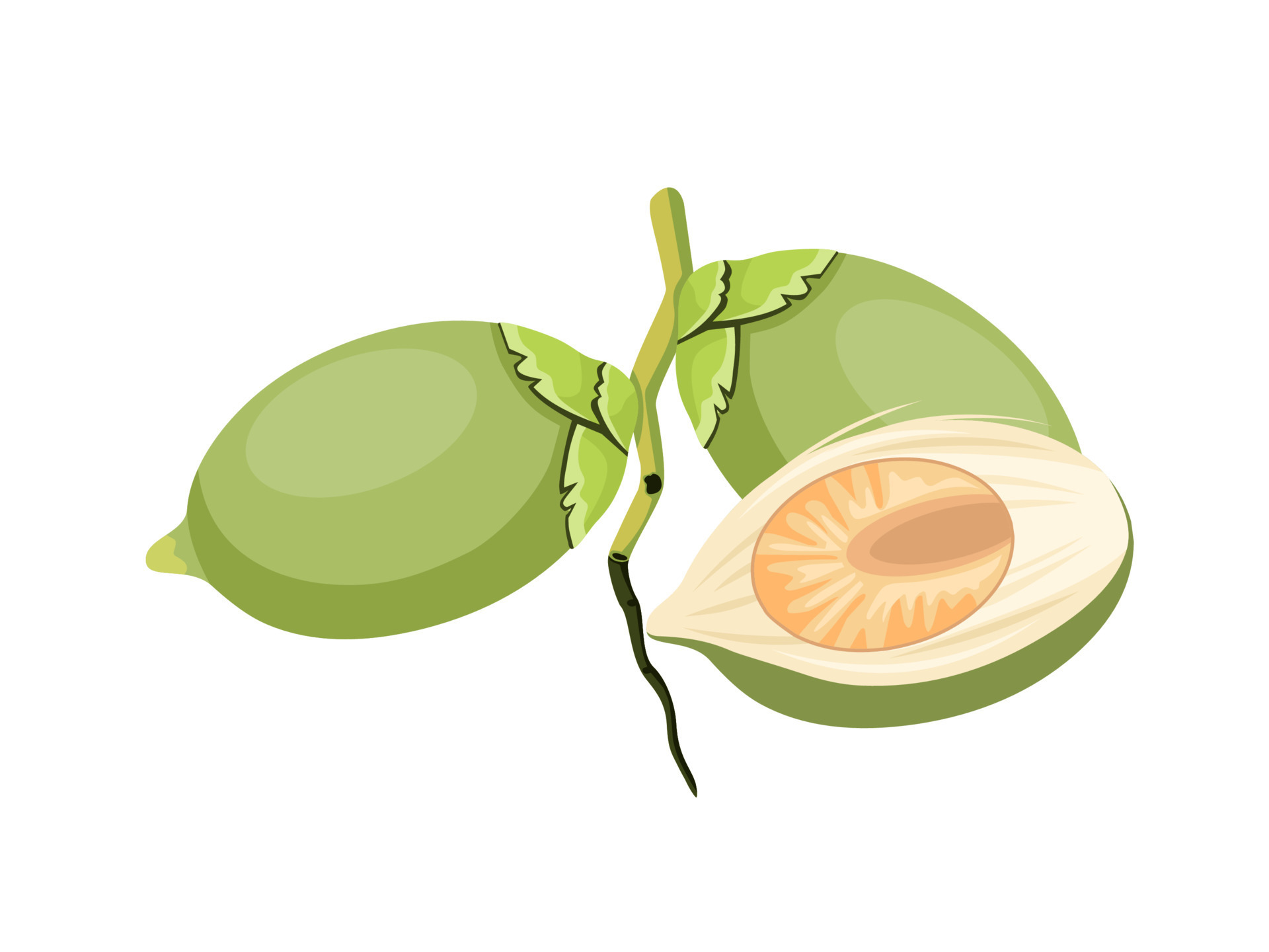 Betel Nut betel-nut