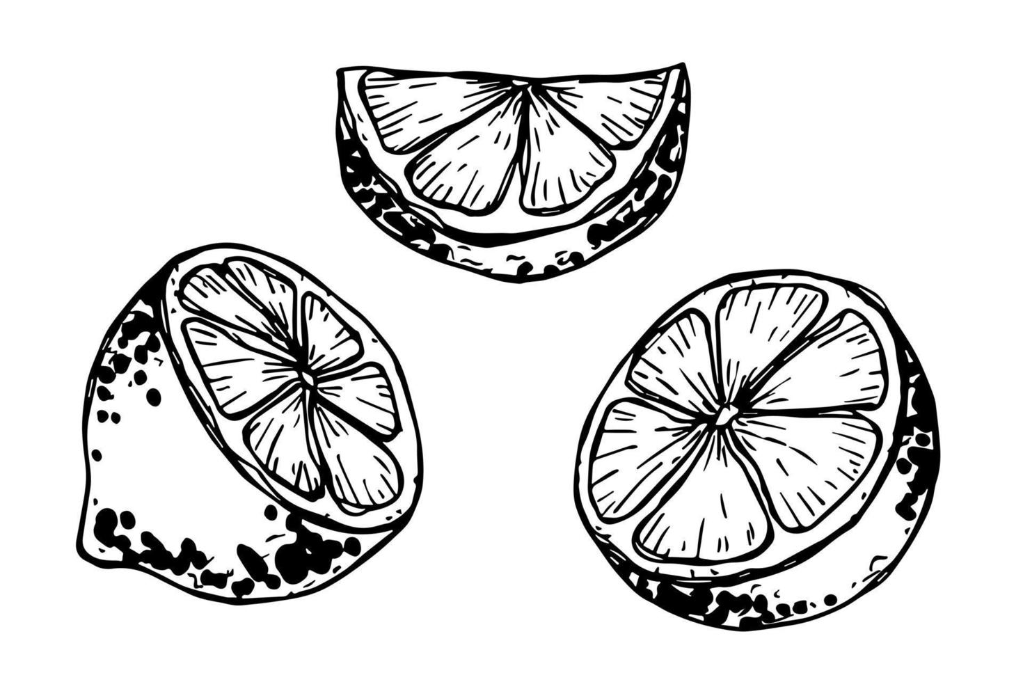 clipart vectorial de limón. conjunto de cítricos dibujados a mano. ilustración de frutas para impresión, web, diseño, decoración vector