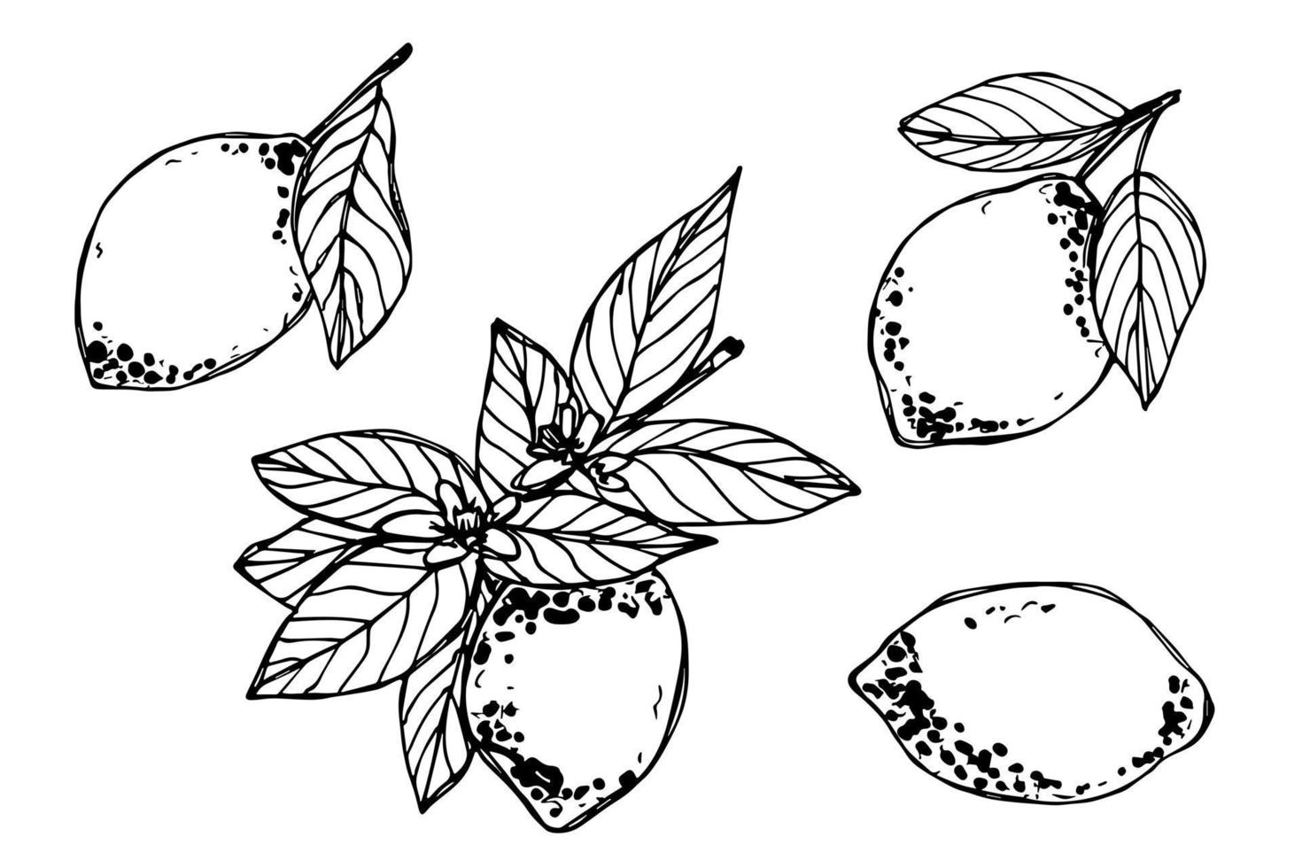 Vector lemon clipart. Hand drawn citrus set. Fruit illustration. For print, web, design, decor