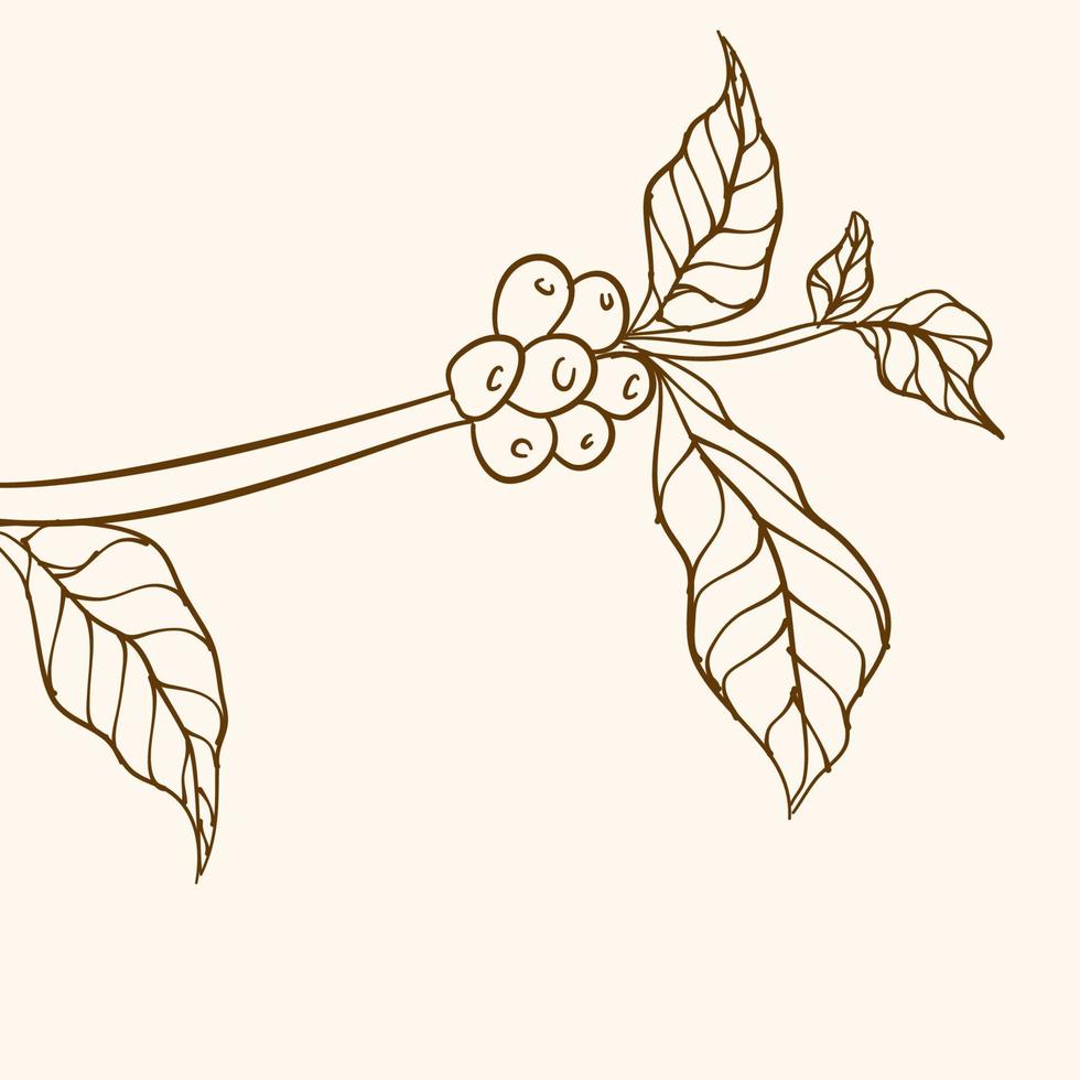 Coffee plant branch with leaf. Hand drawn coffee branch. Coffee beans and leaves. tree illustration. Coffee plant. Coffee tree vector. vector illustration of coffee branch. branch with leaves.