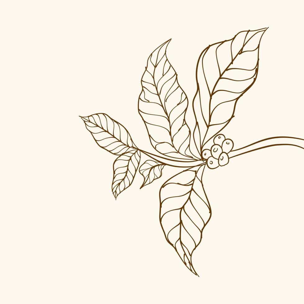 rama de planta de café con hoja. rama de café dibujada a mano. granos de café y hojas. ilustración de árbol planta de cafe vector de árbol de café. ilustración vectorial de la rama de café. rama con hojas.