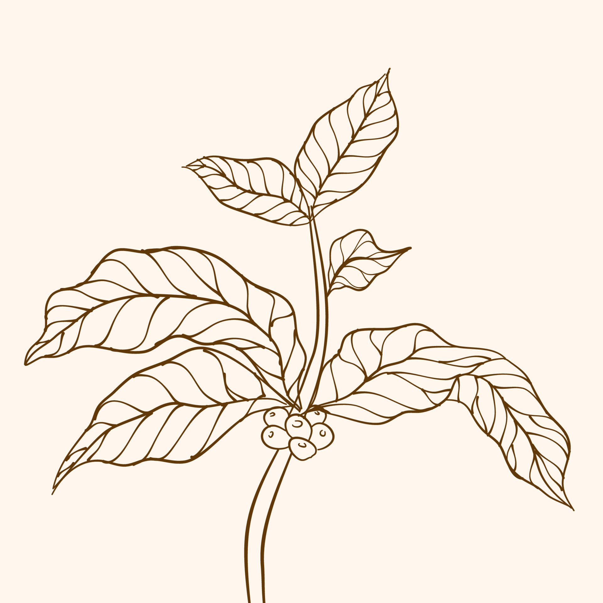 My sister commissioned me to draw this coffee plant for the cafe that shes  the general manager of Thought you guys would appreciate it  rcafe