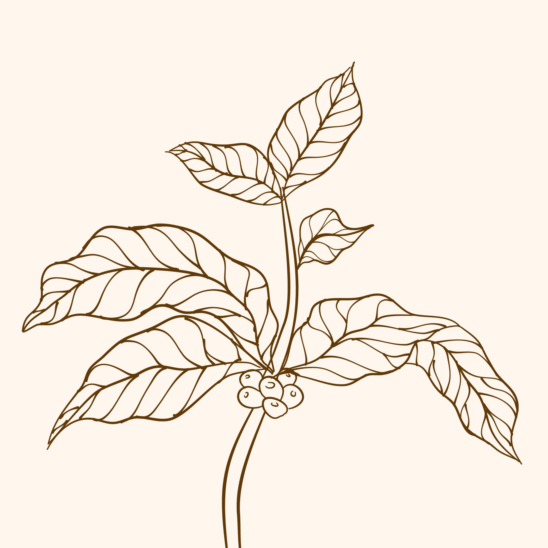 Coffee plant branch with leaf. Hand drawn coffee branch. Coffee beans